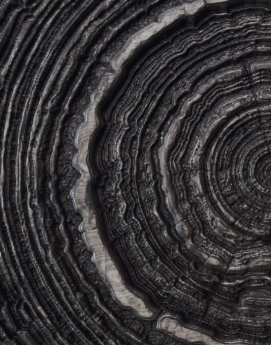 Oak growth rings